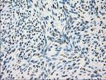 GBP2 Antibody in Immunohistochemistry (Paraffin) (IHC (P))
