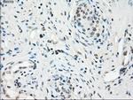 GBP2 Antibody in Immunohistochemistry (Paraffin) (IHC (P))