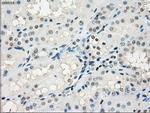 GBP2 Antibody in Immunohistochemistry (Paraffin) (IHC (P))