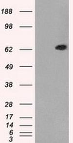 GBP2 Antibody in Western Blot (WB)