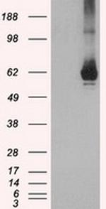 GBP2 Antibody in Western Blot (WB)