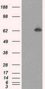 GBP2 Antibody in Western Blot (WB)