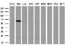 GBP2 Antibody in Western Blot (WB)