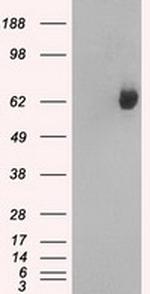 GBP2 Antibody in Western Blot (WB)