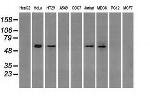 GBP2 Antibody in Western Blot (WB)