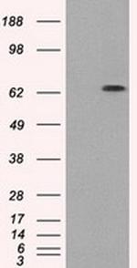 GBP2 Antibody in Western Blot (WB)
