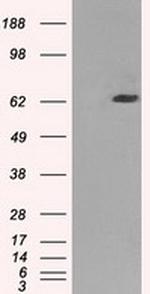 GBP2 Antibody in Western Blot (WB)