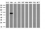 GBP2 Antibody in Western Blot (WB)