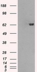 GBP2 Antibody in Western Blot (WB)
