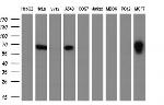 GBP2 Antibody in Western Blot (WB)