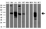GBP2 Antibody in Western Blot (WB)