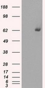 GBP2 Antibody in Western Blot (WB)