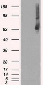 GBP2 Antibody in Western Blot (WB)