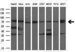GBP2 Antibody in Western Blot (WB)