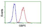 GBP5 Antibody in Flow Cytometry (Flow)