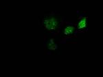 GBP5 Antibody in Immunocytochemistry (ICC/IF)