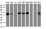 GBP5 Antibody in Western Blot (WB)