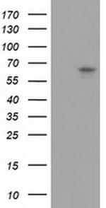 GBP5 Antibody in Western Blot (WB)