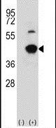 GCAT Antibody in Western Blot (WB)