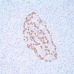Glucagon Antibody in Immunohistochemistry (IHC)