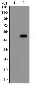 Glucagon Monoclonal Antibody (2F9)
