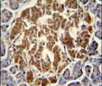 GCH1 Antibody in Immunohistochemistry (IHC)
