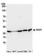GCH1 Antibody in Western Blot (WB)