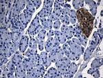 GCH1 Antibody in Immunohistochemistry (Paraffin) (IHC (P))