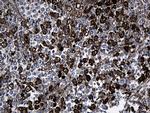 GCH1 Monoclonal Antibody (OTI3A3), TrueMAB™