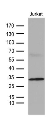 GCH1 Antibody in Western Blot (WB)