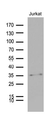 GCH1 Antibody in Western Blot (WB)