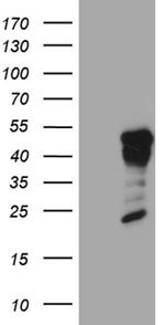 GCM1 Antibody in Western Blot (WB)