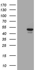 GCM1 Antibody in Western Blot (WB)