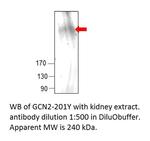 GCN2 Polyclonal Antibody