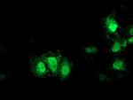 GDAP1L1 Antibody in Immunocytochemistry (ICC/IF)