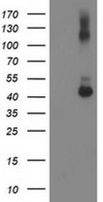GDAP1L1 Antibody in Western Blot (WB)