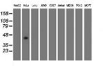 GDAP1L1 Antibody in Western Blot (WB)