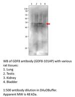 GDF8/Myostatin Polyclonal Antibody