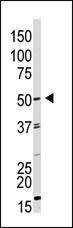 GDF9 Antibody in Western Blot (WB)
