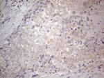 GEMIN2 Antibody in Immunohistochemistry (Paraffin) (IHC (P))