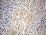 GEMIN2 Antibody in Immunohistochemistry (Paraffin) (IHC (P))