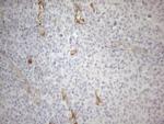 GEMIN2 Antibody in Immunohistochemistry (Paraffin) (IHC (P))