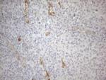 GEMIN2 Antibody in Immunohistochemistry (Paraffin) (IHC (P))