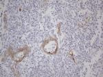 GEMIN2 Antibody in Immunohistochemistry (Paraffin) (IHC (P))