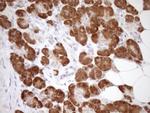 GEMIN8 Antibody in Immunohistochemistry (Paraffin) (IHC (P))