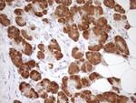 GEMIN8 Antibody in Immunohistochemistry (Paraffin) (IHC (P))