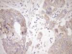 GEMIN8 Antibody in Immunohistochemistry (Paraffin) (IHC (P))
