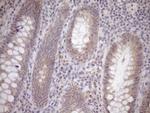 GEMIN8 Antibody in Immunohistochemistry (Paraffin) (IHC (P))