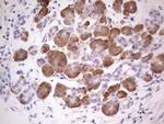GEMIN8 Antibody in Immunohistochemistry (Paraffin) (IHC (P))