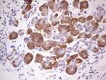 GEMIN8 Antibody in Immunohistochemistry (Paraffin) (IHC (P))